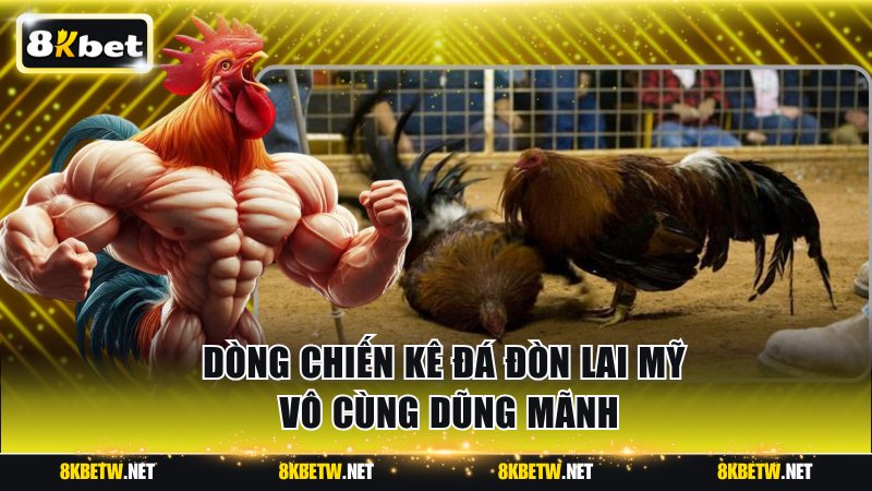 Dòng chiến kê đá đòn lai Mỹ vô cùng dũng mãnh