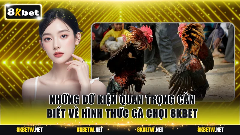 Những dữ kiện quan trọng cần biết về hình thức gà chọi 8KBET