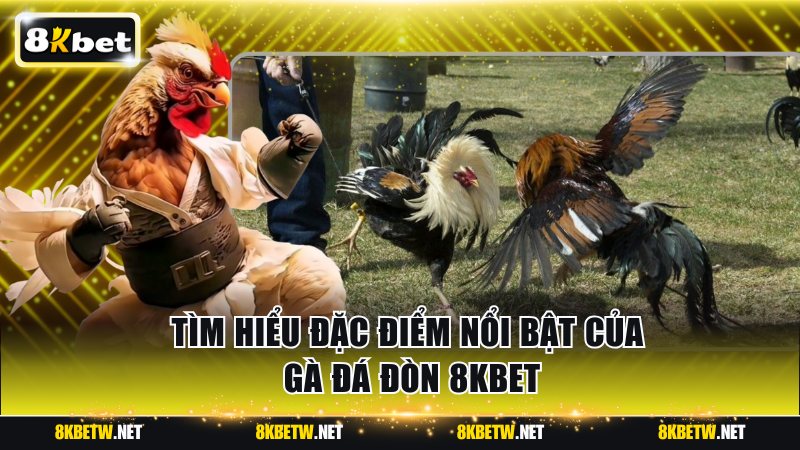 Tìm hiểu đặc điểm nổi bật của gà đá đòn 8KBET